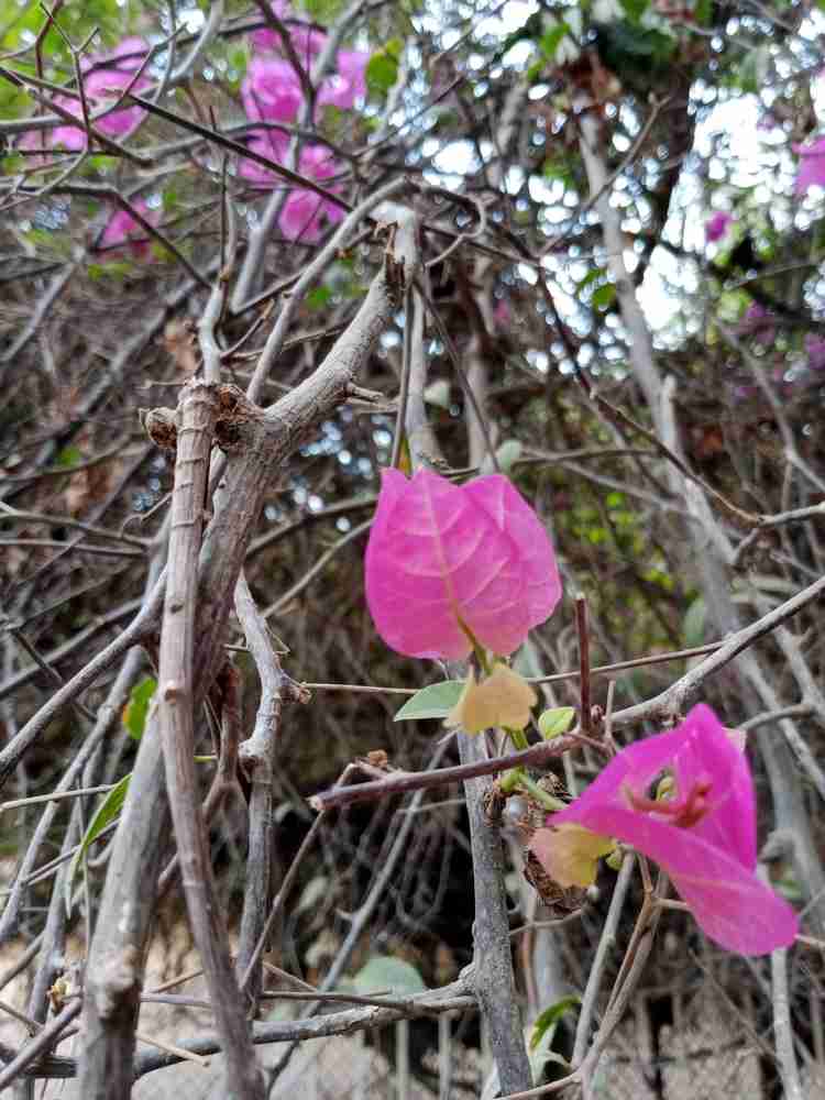 Beautiful,Tree,And,Leaf,Outdoor,Picture