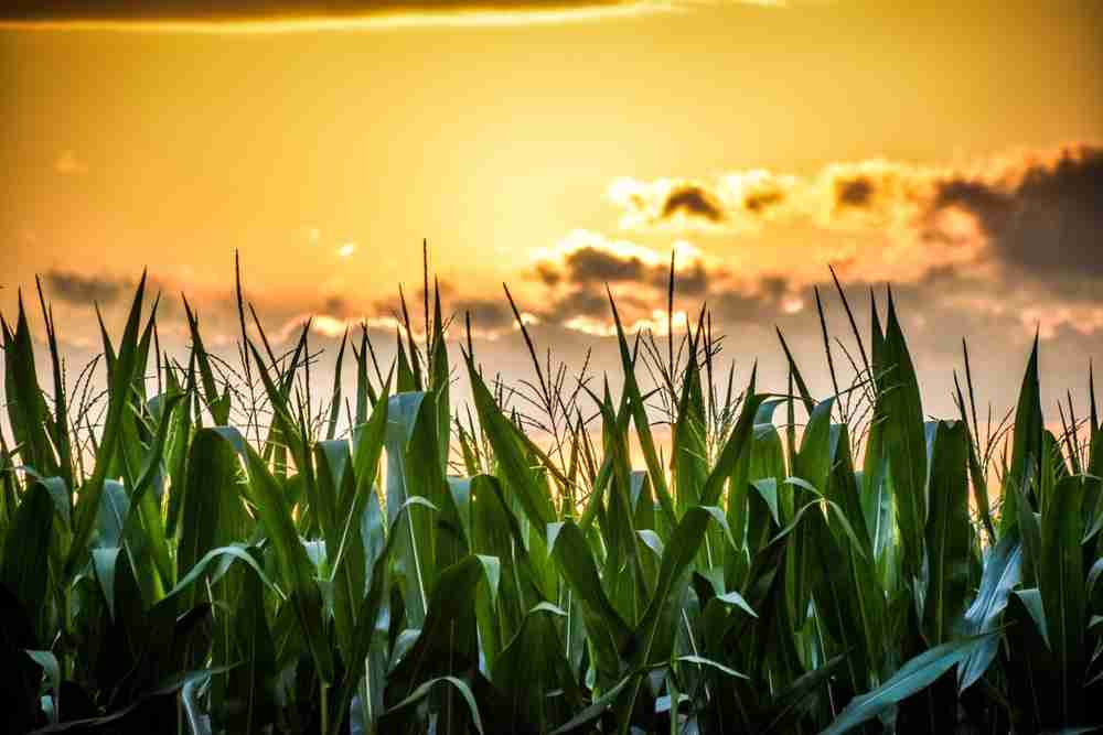 Corn growing with a sunset