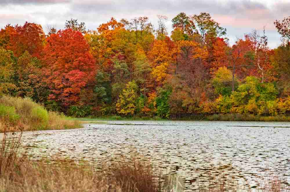 Ohio pond lined with trees with fall colors