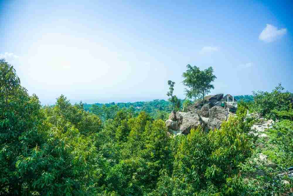 dense forest in highland square ohio